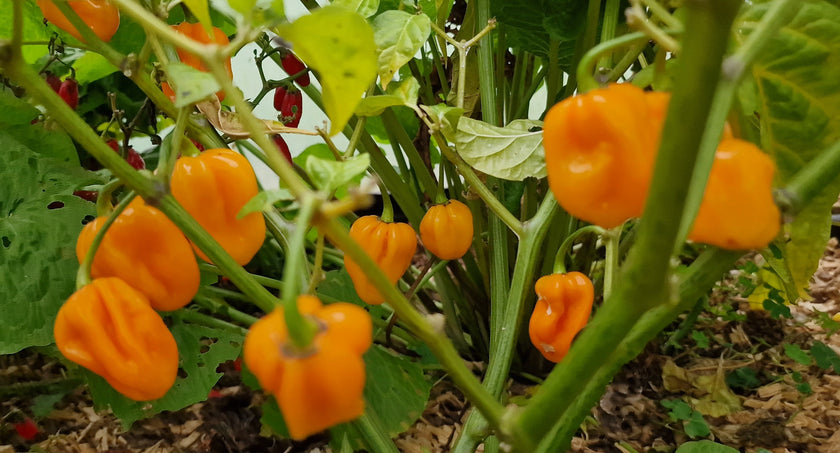 Big Sun Habanero 1 litre pot plant - Pre-Order Now!