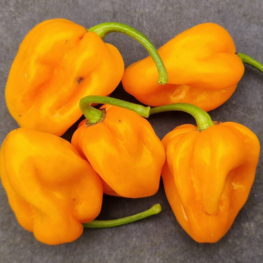 Big Sun Habanero 1 litre pot plant - Pre-Order Now!
