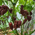 Big Black Mama Chilli Seeds