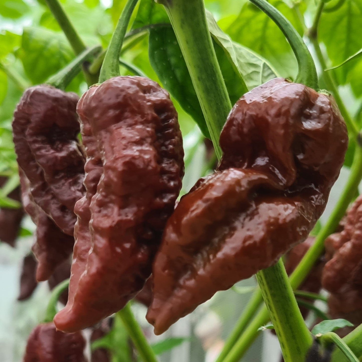 Big Black Mama Chilli Seeds