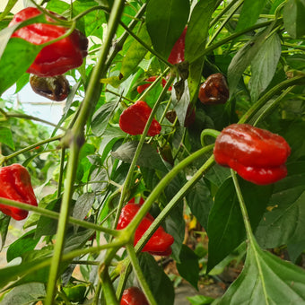 Scotch Bonnet Chilli Seeds