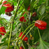 Fresh Scotch Bonnet Chillies (5 fruits)