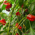 Scotch Bonnet Plant
