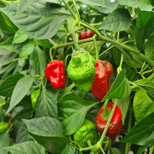 Set of 3 Scotch Bonnet Seedlings - PRE ORDER FOR 2025