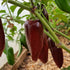 Brown Jalapeño Chilli Seeds
