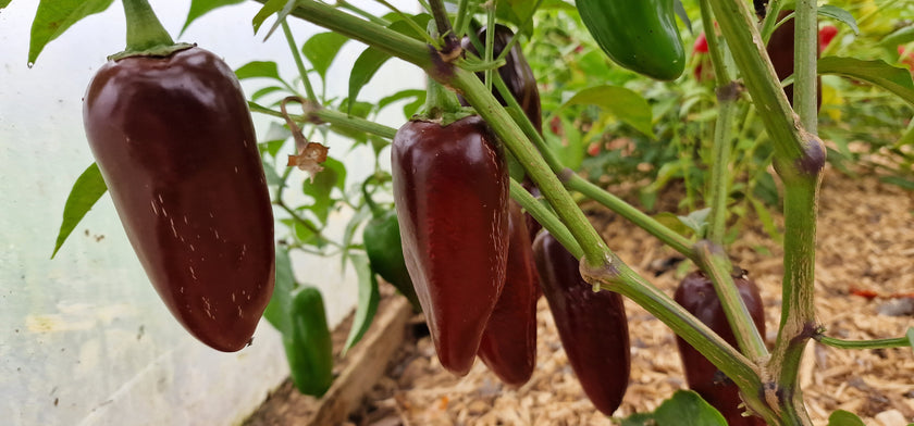 Brown Jalapeño Chilli Seeds