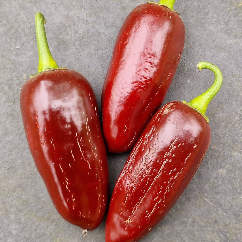 Brown Jalapeño Chilli Seeds