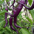 Buena Mulata Plant