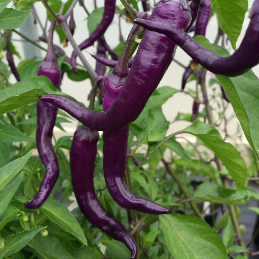 Buena Mulata Plant