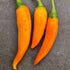 Bulgarian Carrot 1 Litre Pot Plant - Pre-Order Now!