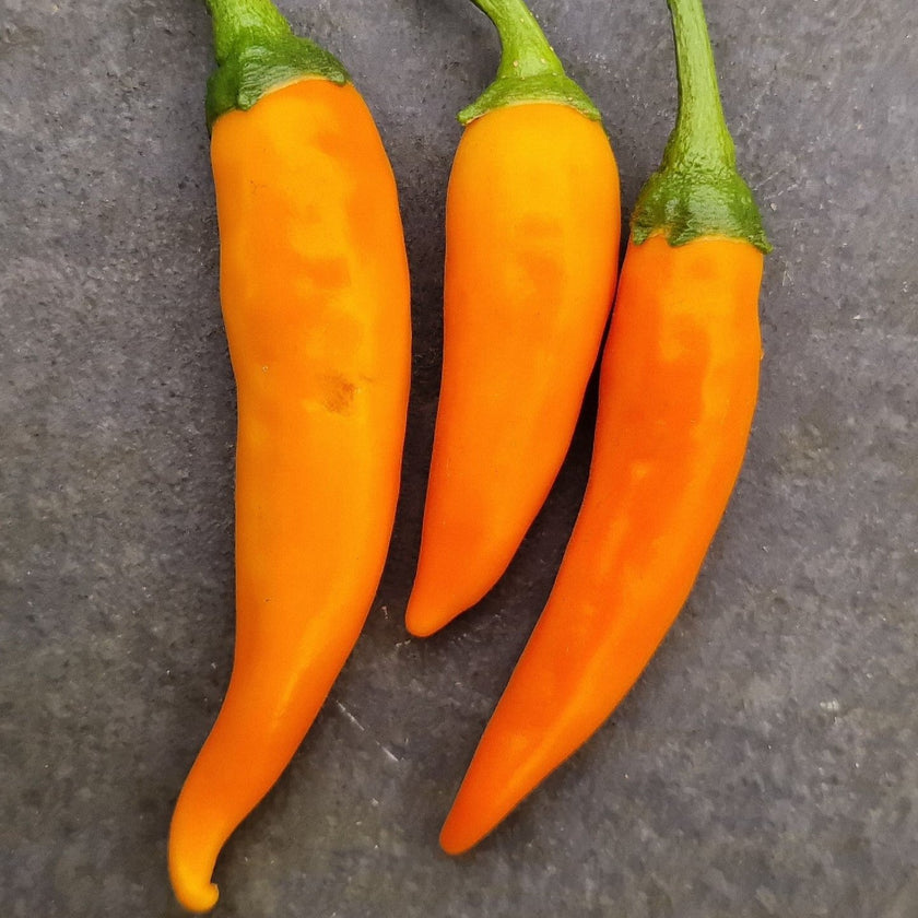 Bulgarian Carrot 1 Litre Pot Plant - Pre-Order Now!