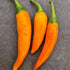Bulgarian Carrot Plant