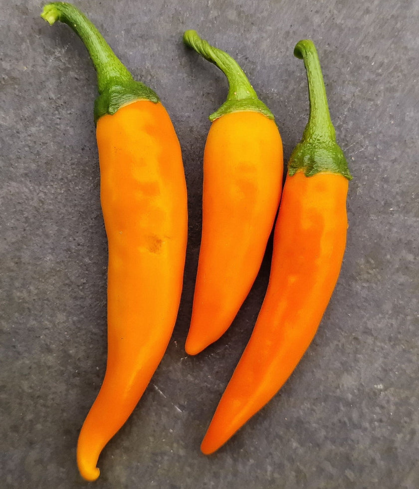 Bulgarian Carrot Plant