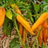 Bulgarian Carrot Chilli Seeds