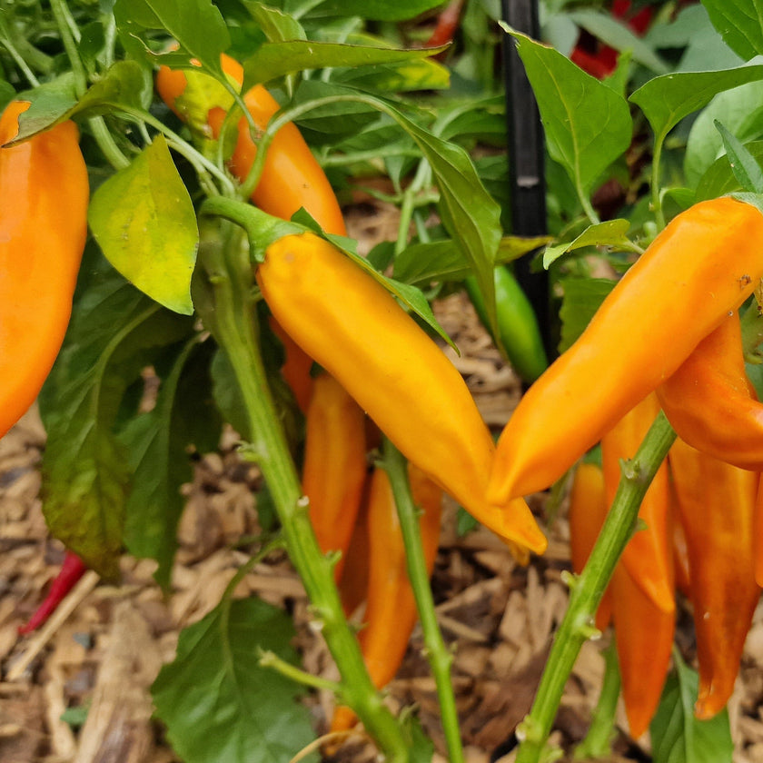 Bulgarian Carrot Chilli Seeds