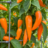 Bulgarian Carrot Plant