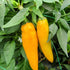 Bulgarian Carrot Plant