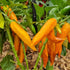 Bulgarian Carrot Plant