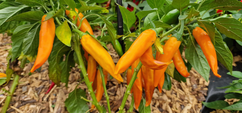 Bulgarian Carrot Plant