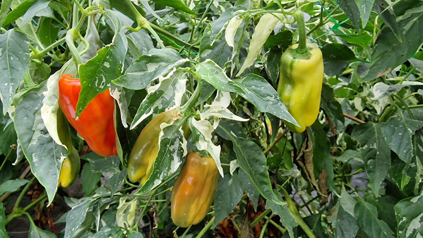 Candy Cane Chilli Seeds