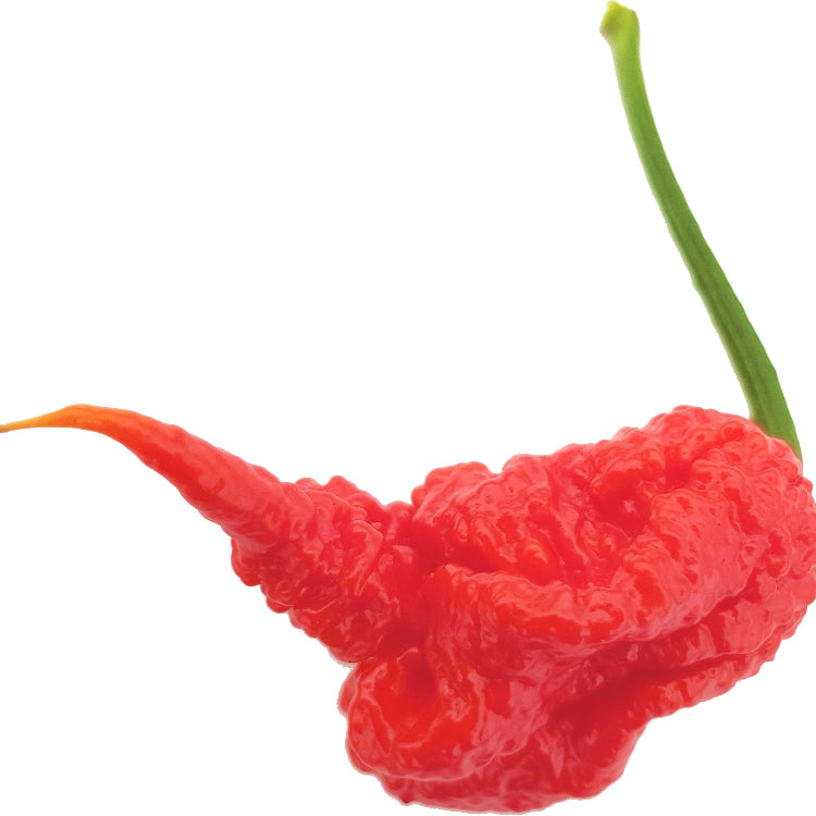 Carolina Reaper Chilli Seeds