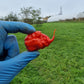 Dried Carolina Reaper Chillies (Home Grown)