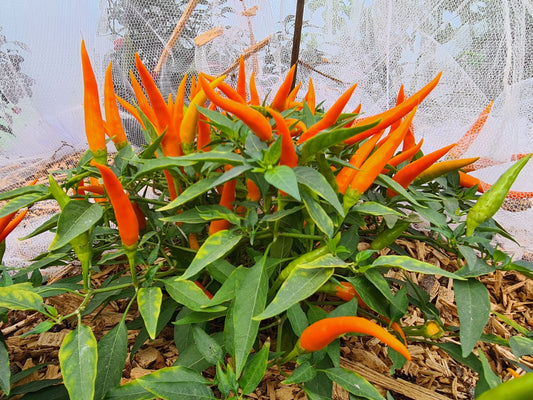 Cha Cha 1 Litre Pot Plant