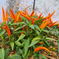 Cha Cha 1 Litre Pot Plant - Pre-Order Now!