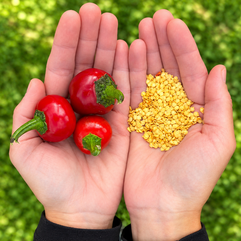 Cherry Bomb Chilli Seeds