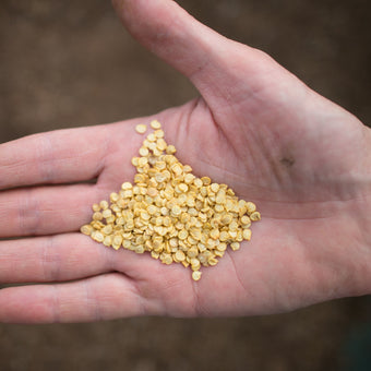 Devon Flame Chilli Seeds