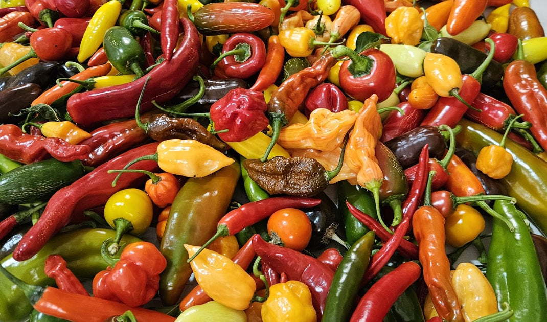 South Devon Chilli Farm