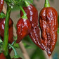 Chocolate Bhut Jolokia 1 Litre Pot Plant - Pre Order Now!