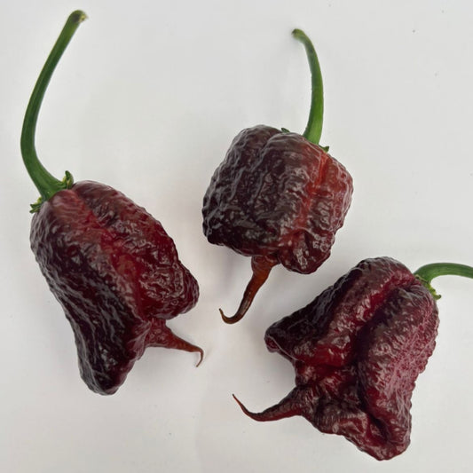 Set of 3 Chocolate Reaper Seedlings - Pre-Order Now!