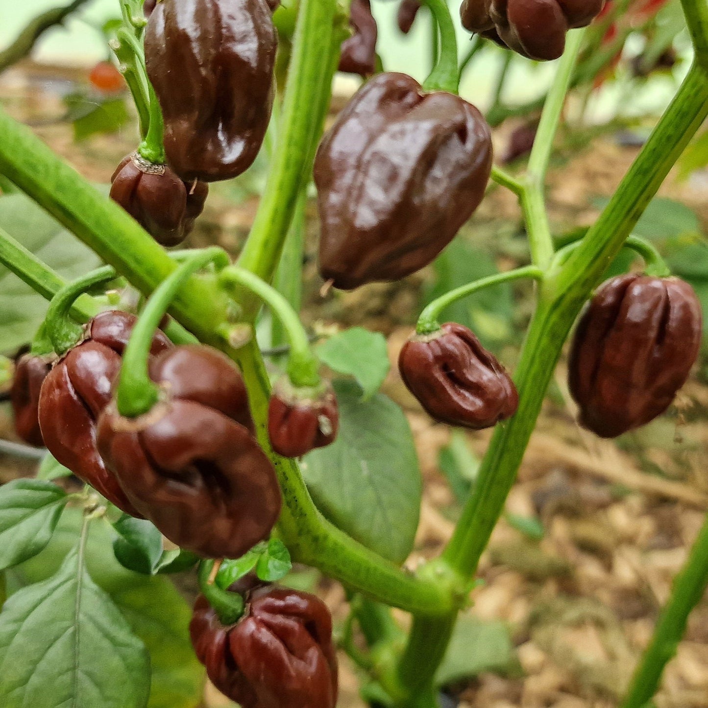 Set of 3 Chocolate Habanero Seedlings - PRE ORDER FOR 2025