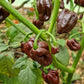 7-Pot Dougla 1 Litre Pot Plant