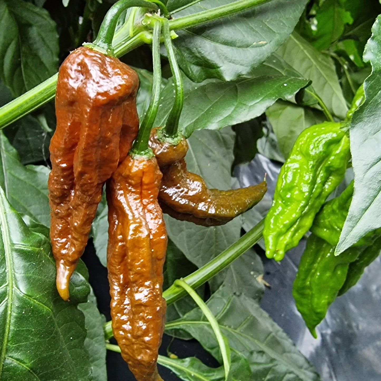 Chocolate Bhut Jolokia Chilli Seeds