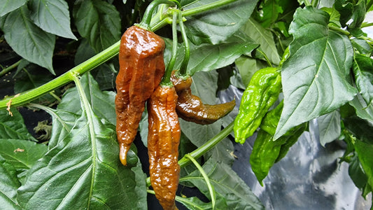 Chocolate Bhut Jolokia Chilli Seeds