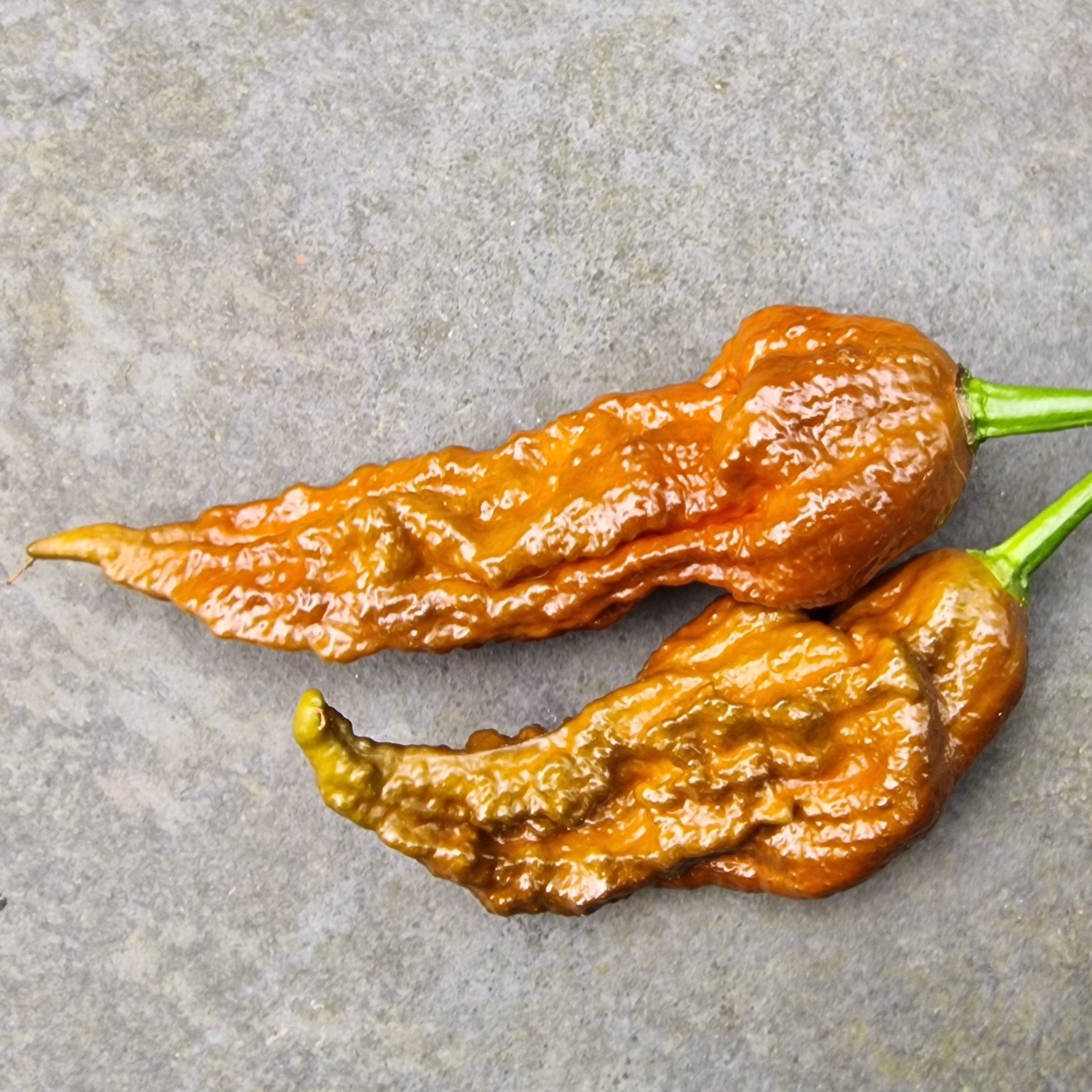 Chocolate Bhut Jolokia Chilli Seeds – South Devon Chilli Farm