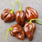 Chocolate Habanero Chilli Seeds