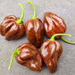 Fresh Chocolate Habanero Chillies (5 fruits)