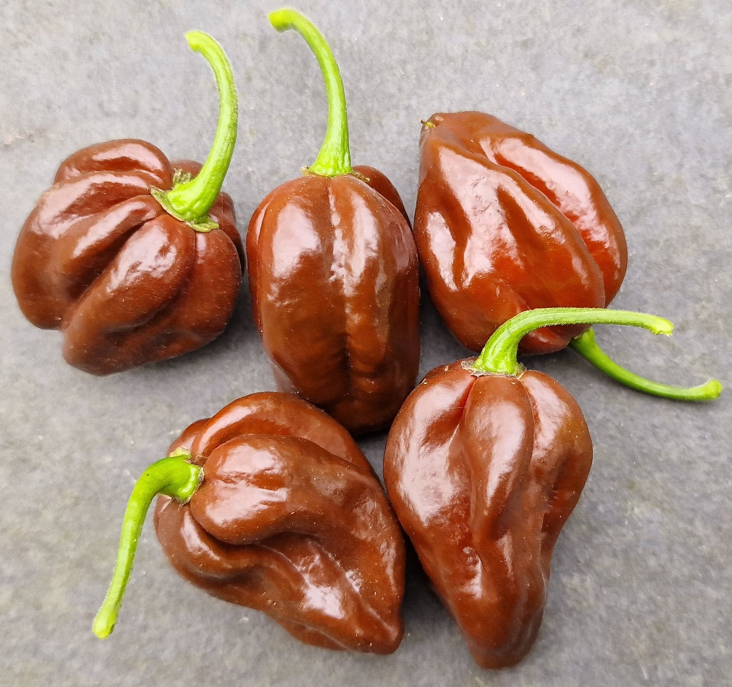 Fresh Chocolate Habanero Chillies (5 fruits)