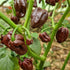 Chocolate Habanero 1 Litre Pot Plant - Pre Order Now!