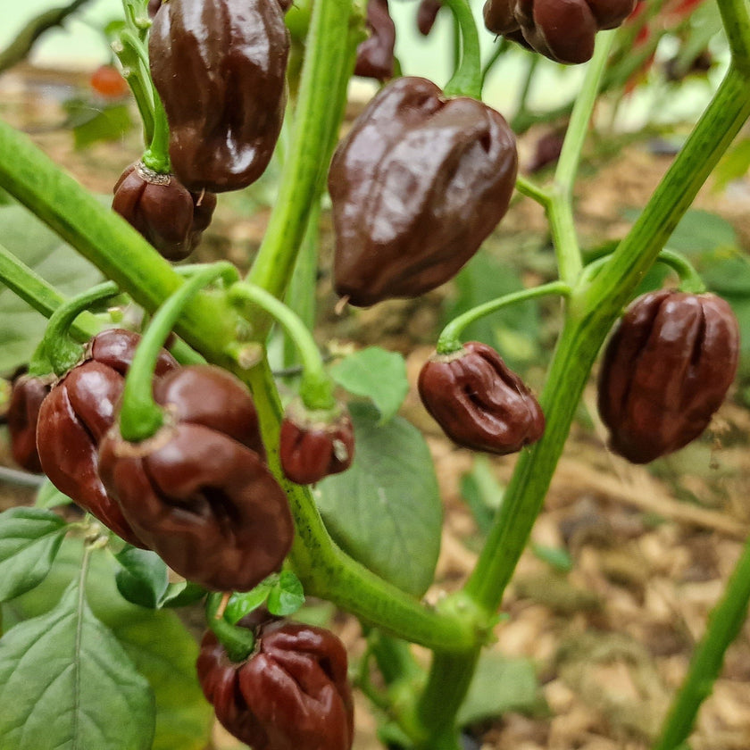 Chocolate Habanero 1 Litre Pot Plant - Pre Order Now!