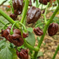 Chocolate Habanero Chilli Seeds