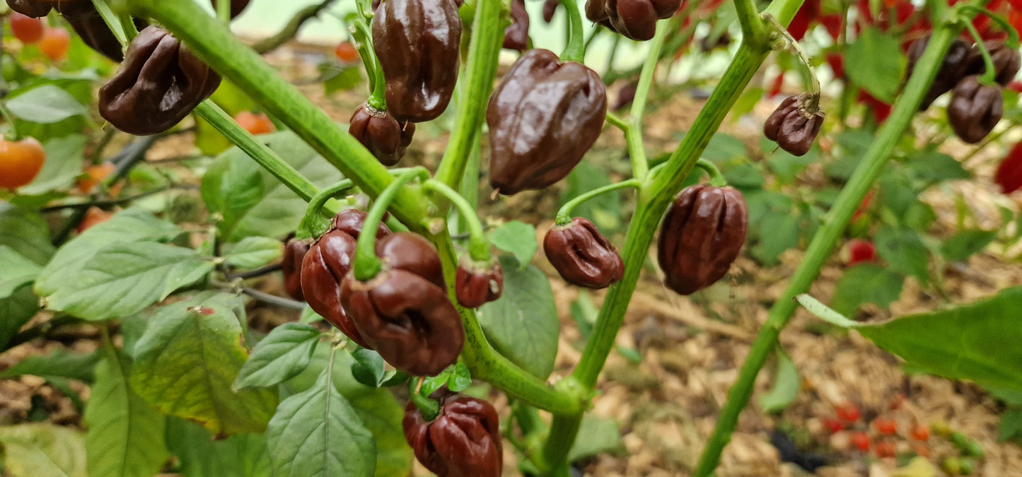 Chocolate Habanero Chilli Seeds