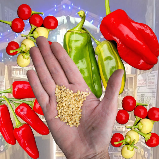 Christmas Seed Bundle