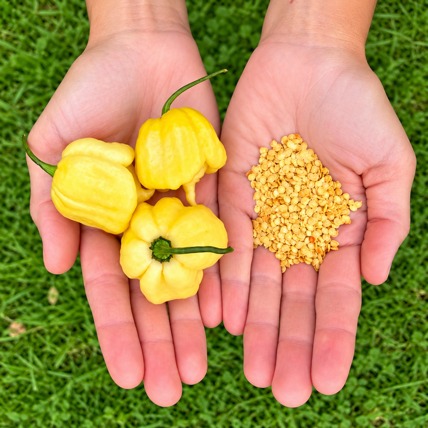 Creamo Chilli Seeds