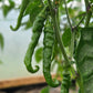 De Arbol Chilli Seeds