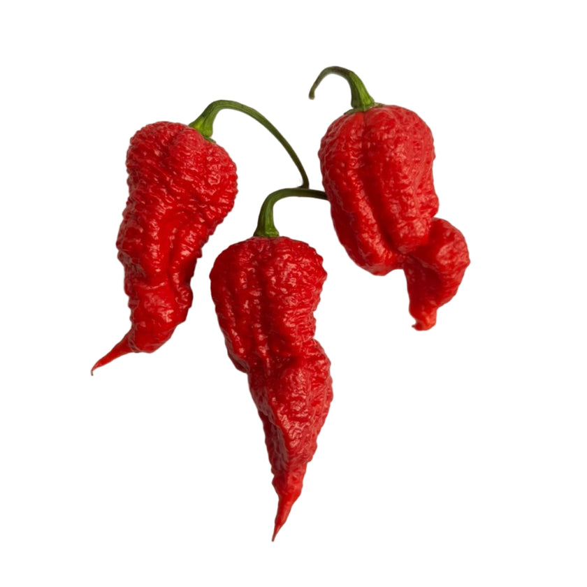 Death Spiral Chilli Seeds