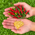 Demon Red Chilli Seeds
